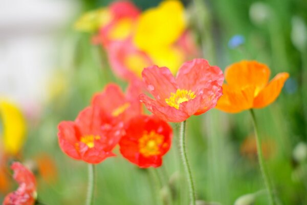 Amapolas rojas en un claro verde