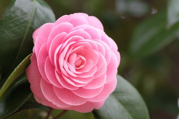 Pink camellia flower on a green background