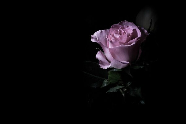 Rose rose sur fond sombre