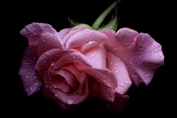 Raindrops on a delicate rose