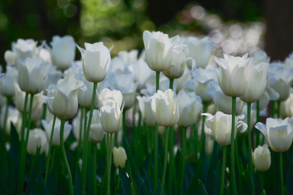 Białe tulipany na zielonym tle