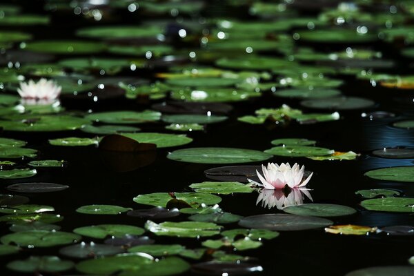 Hojas y flores de lirio de agua en el agua