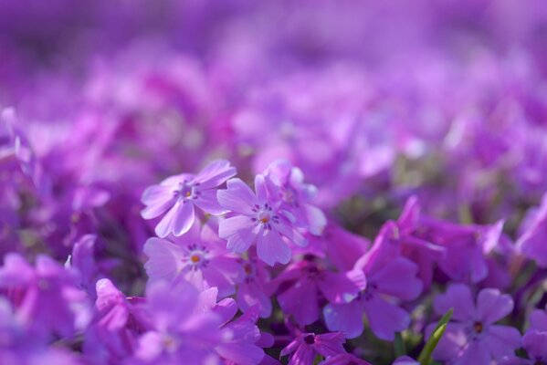 Phlox lilas sur fond flou