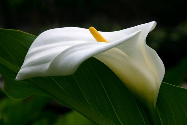 Calla blanca sobre fondo verde