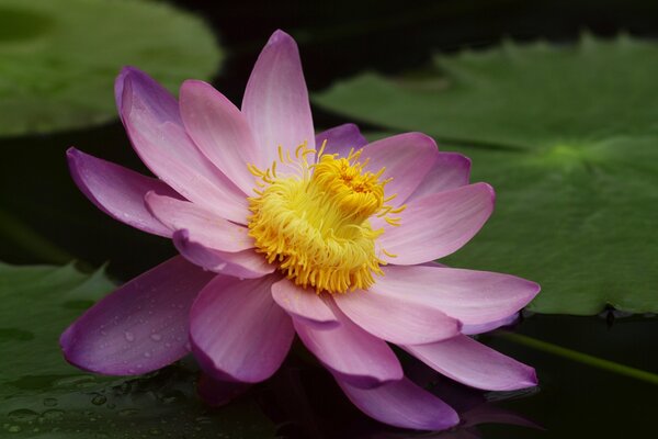 Lotusblume mit Seerosen im Teich Nahaufnahme