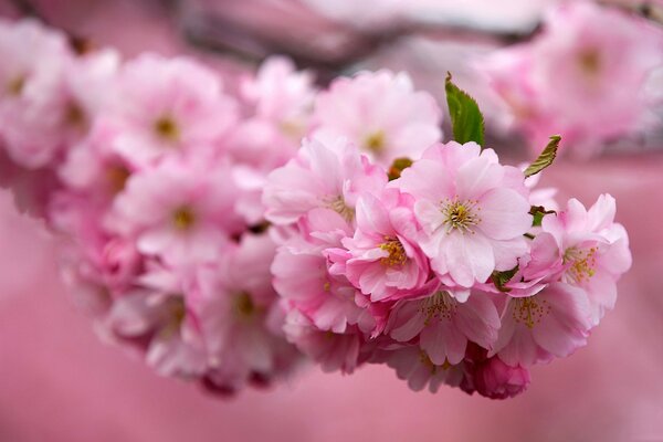 Kirschblüten sind in vollem Gange