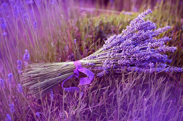 A bouquet of lavender tied with a ribbon on a field in lilac tones