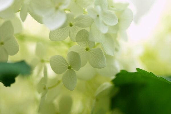 La lumière tombe sur l hortensia blanc