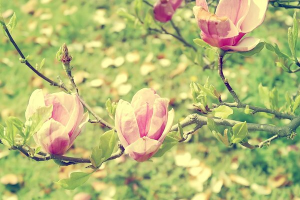 Весенний сад розовой магнолии