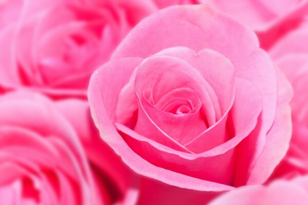 Bouquet di bellissime rose di una tonalità cremisi chiara