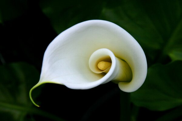 Delikatny kwiat Calla curl