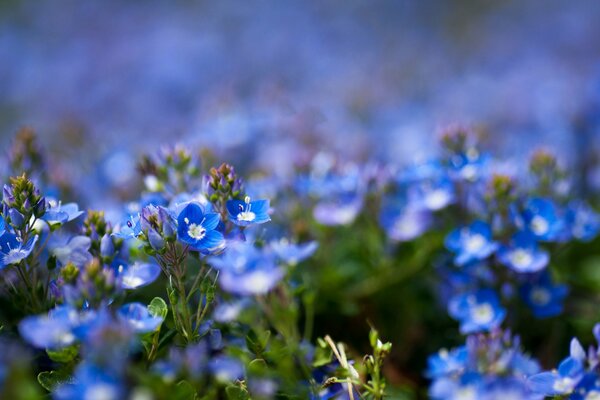 Blaue Wildblumen mit gelöschtem Kamerafokus