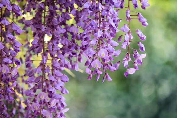 Fleurs lilas de glycine. Photo macro