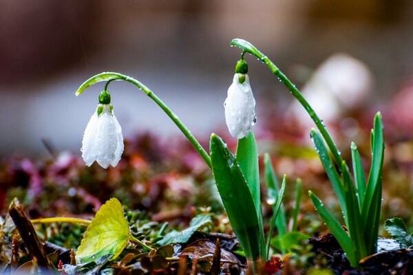 The first snowdrops with a drop of water