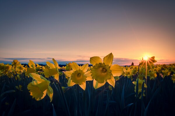 Ein riesiges Feld von Narzissen auf dem Sonnenuntergang Fonk