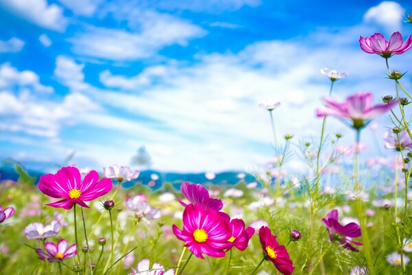 Multicolored summer in the meadow