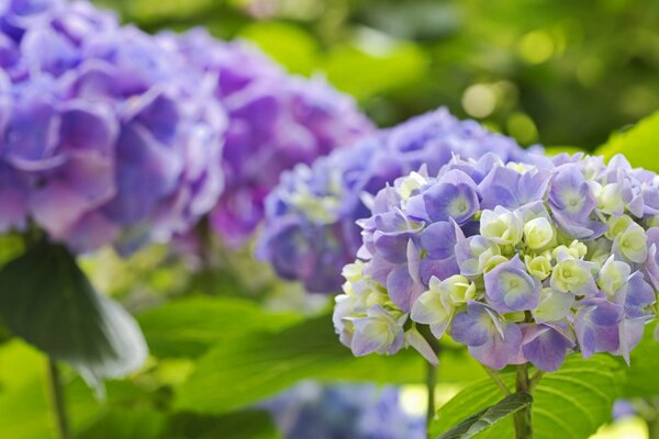 Lila Hortensienblüten auf grün