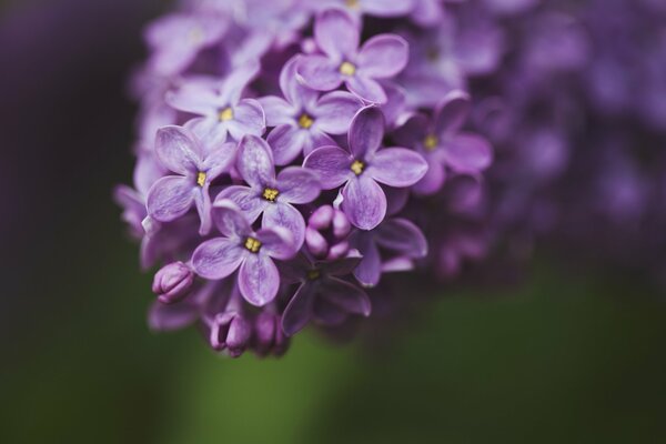 Purple lilac flowers close-up