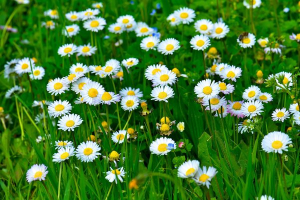 A green field with snow-white daisies