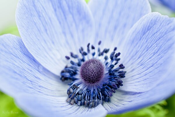 Fleur inhabituelle de couleur bleu tendre avec une teinte pourpre