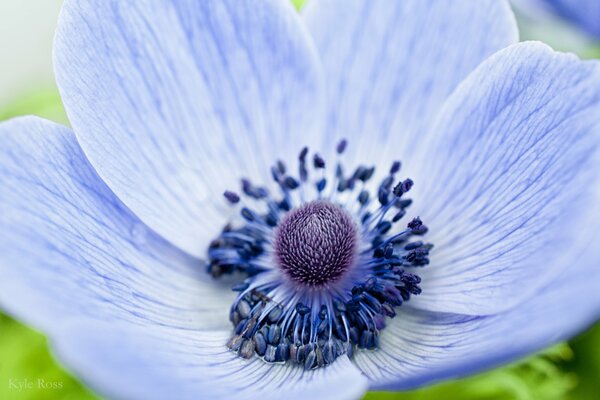 Fiore insolito di colore blu pallido con una sfumatura viola