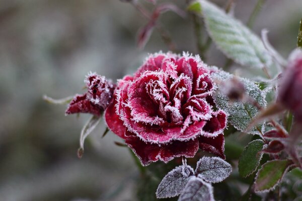 Cristalli di fiocchi di neve su rosa rossa