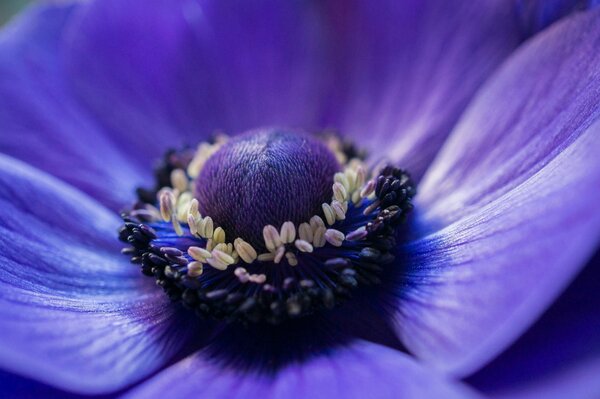 Purple flower pollen