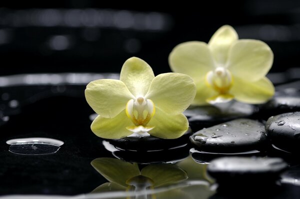 Yellow orchids and flat stones