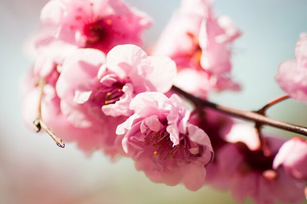 Blooming tree branch with pink flowers