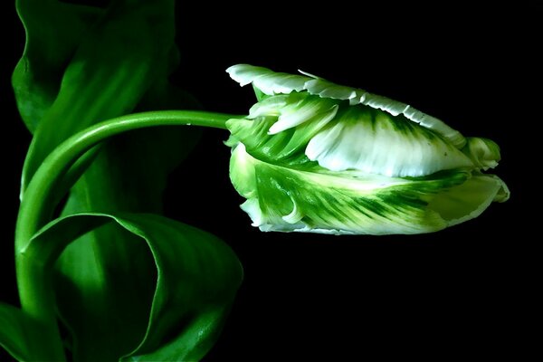 Brote de tulipán sobre fondo negro