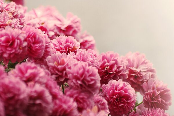 Pink bouquet of small flowers