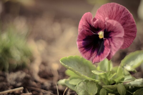 Pansies bloomed under the rays of the bright summer sun on a blurry soft brown background