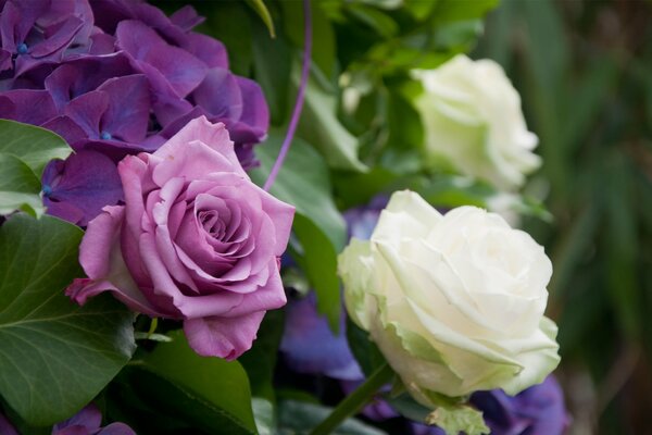 Cespuglio con sorprendente combinazione di rose bianche e viola su sfondo verde sfocato