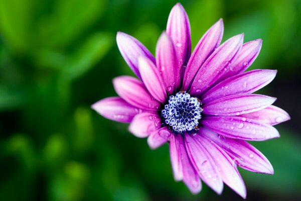 Flower in macro shooting. Wallpaper