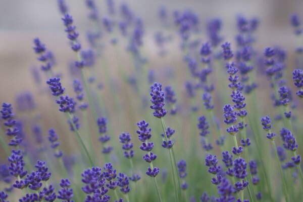 Lavanda Provenza desenfoque campo