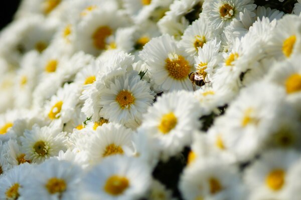 Der zarteste Teppich aus weißen Chrysanthemen, der an einem wunderschönen Sommertag von der Sonne beleuchtet wird