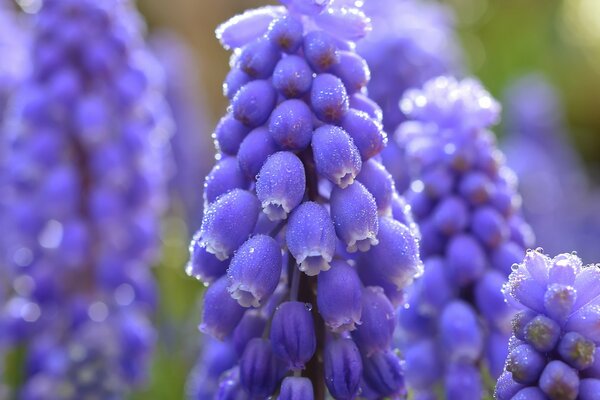 Fiori blu in gocce di rugiada