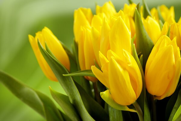 Schöne Knospen von gelben Tulpen