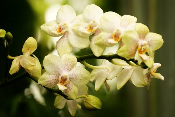 Rama de flores de orquídeas en moteado