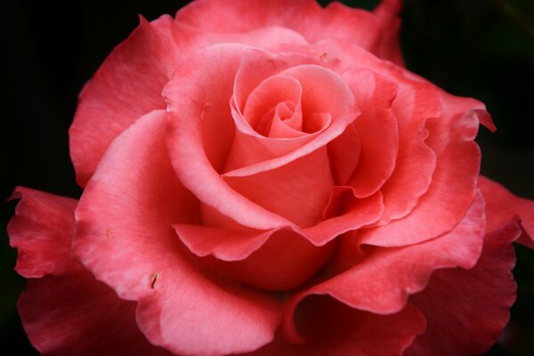 Różowa Róża na ciemnym tle