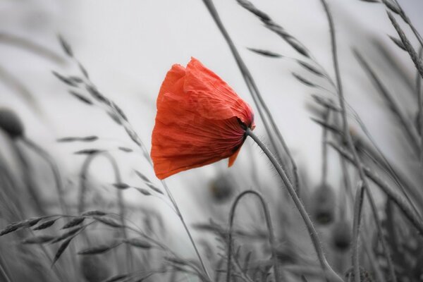 Beaux coquelicots sur fond