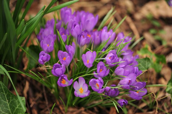 Нежно фиолетовые подснежники на весенней поляне