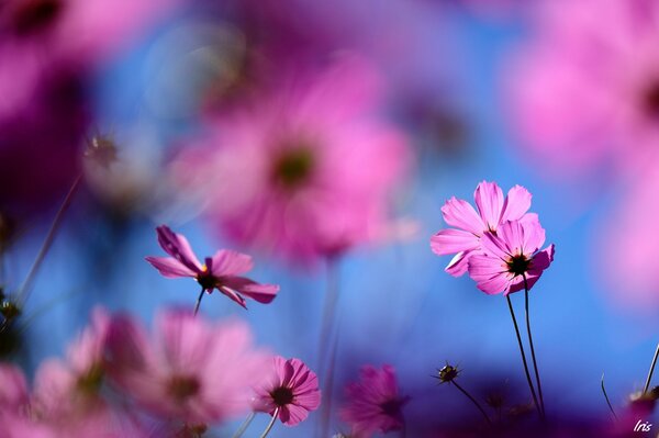 Photos of wild pink flowers of cosmea