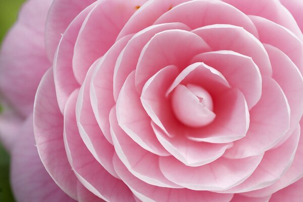 Pink graceful flower petals close-up