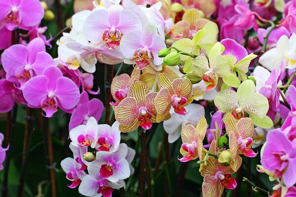 Bright multicolored orchid flowers