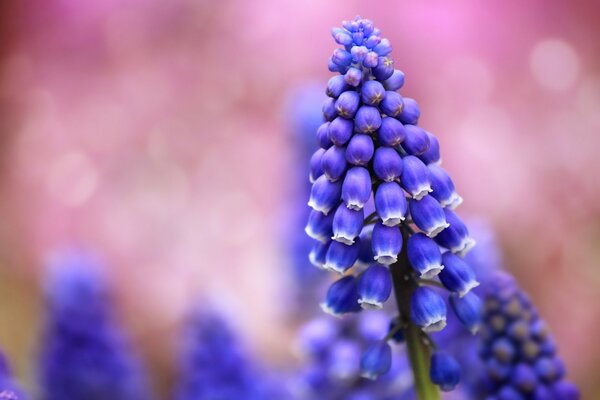 Blaue Muscari in einer rosa Wolke