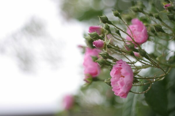 Foto di fiori rosa dopo la pioggia