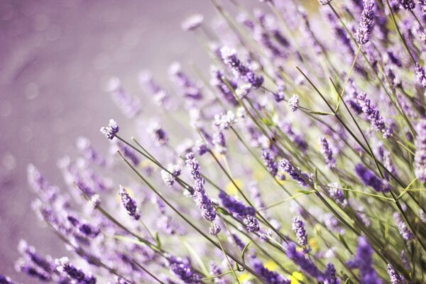 Purple field of lavender flowers