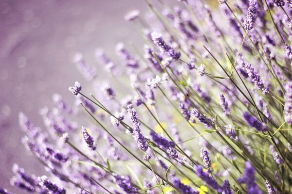 Champ violet de fleurs de lavande