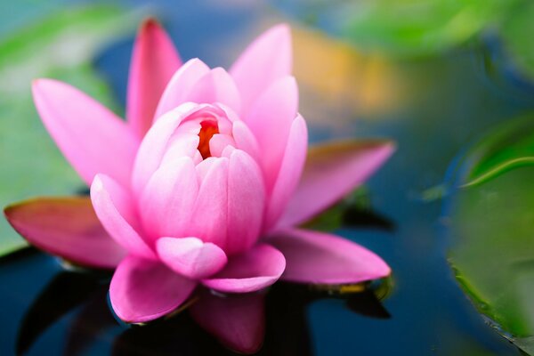 Water lily lily in the pond